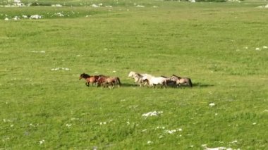 Vahşi Doğada Dörtnala Koşan Vahşi Atlar Sürüsünün Üzerindeki Destansı Hava Altın Saat Atlı Çiftleşme Ekolojik Keşif Gücü ve Dayanıklılık Konsepti 4K. Merhaba Kaliteli hisse