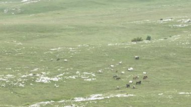 Vahşi Doğada Dörtnala Koşan Vahşi Atlar Sürüsünün Üzerindeki Destansı Hava Altın Saat Atlı Çiftleşme Ekolojik Keşif Gücü ve Dayanıklılık Konsepti 4K. Merhaba Kaliteli hisse