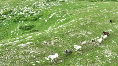 Vahşi Doğada Dörtnala Koşan Vahşi Atlar Sürüsünün Üzerindeki Destansı Hava Altın Saat Atlı Çiftleşme Ekolojik Keşif Gücü ve Dayanıklılık Konsepti 4K. Merhaba Kaliteli hisse