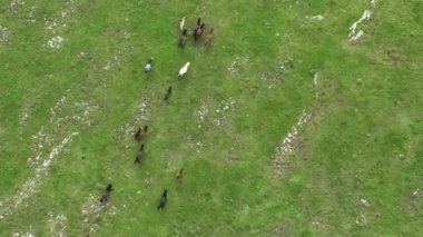 Vahşi Doğada Dörtnala Koşan Vahşi Atlar Sürüsünün Üzerindeki Destansı Hava Altın Saat Atlı Çiftleşme Ekolojik Keşif Gücü ve Dayanıklılık Konsepti 4K. Merhaba Kaliteli hisse