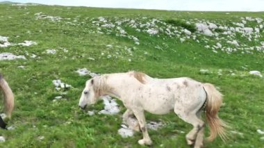 Vahşi Doğada Dörtnala Koşan Vahşi Atlar Sürüsünün Üzerindeki Destansı Hava Altın Saat Atlı Çiftleşme Ekolojik Keşif Gücü ve Dayanıklılık Konsepti 4K. Merhaba Kaliteli hisse