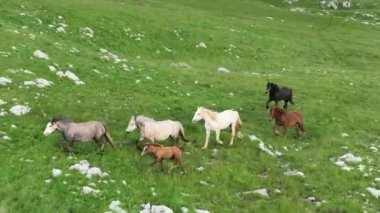 Vahşi Doğada Dörtnala Koşan Vahşi Atlar Sürüsünün Üzerindeki Destansı Hava Altın Saat Atlı Çiftleşme Ekolojik Keşif Gücü ve Dayanıklılık Konsepti 4K. Merhaba Kaliteli hisse