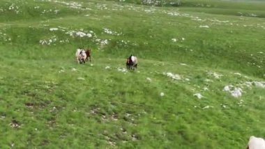 Vahşi Doğada Dörtnala Koşan Vahşi Atlar Sürüsünün Üzerindeki Destansı Hava Altın Saat Atlı Çiftleşme Ekolojik Keşif Gücü ve Dayanıklılık Konsepti 4K. Merhaba Kaliteli hisse