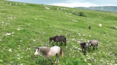 Vahşi Doğada Dörtnala Koşan Vahşi Atlar Sürüsünün Üzerindeki Destansı Hava Altın Saat Atlı Çiftleşme Ekolojik Keşif Gücü ve Dayanıklılık Konsepti 4K. Merhaba Kaliteli hisse