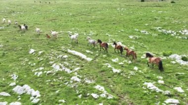 Vahşi Doğada Dörtnala Koşan Vahşi Atlar Sürüsünün Üzerindeki Destansı Hava Altın Saat Atlı Çiftleşme Ekolojik Keşif Gücü ve Dayanıklılık Konsepti 4K. Merhaba Kaliteli hisse