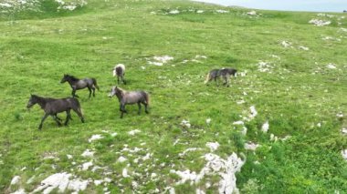 Vahşi Doğada Dörtnala Koşan Vahşi Atlar Sürüsünün Üzerindeki Destansı Hava Altın Saat Atlı Çiftleşme Ekolojik Keşif Gücü ve Dayanıklılık Konsepti 4K. Merhaba Kaliteli hisse