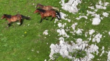 Vahşi Doğada Dörtnala Koşan Vahşi Atlar Sürüsünün Üzerindeki Destansı Hava Altın Saat Atlı Çiftleşme Ekolojik Keşif Gücü ve Dayanıklılık Konsepti 4K. Merhaba Kaliteli hisse