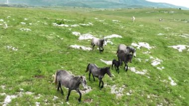 Vahşi Doğada Dörtnala Koşan Vahşi Atlar Sürüsünün Üzerindeki Destansı Hava Altın Saat Atlı Çiftleşme Ekolojik Keşif Gücü ve Dayanıklılık Konsepti 4K. Merhaba Kaliteli hisse