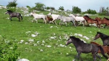 Vahşi Doğada Dörtnala Koşan Vahşi Atlar Sürüsünün Üzerindeki Destansı Hava Altın Saat Atlı Çiftleşme Ekolojik Keşif Gücü ve Dayanıklılık Konsepti 4K. Merhaba Kaliteli hisse