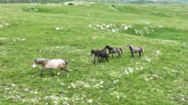 Vahşi Doğada Dörtnala Koşan Vahşi Atlar Sürüsünün Üzerindeki Destansı Hava Altın Saat Atlı Çiftleşme Ekolojik Keşif Gücü ve Dayanıklılık Konsepti 4K. Merhaba Kaliteli hisse