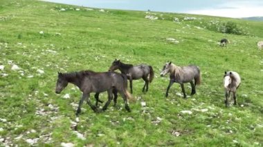 Vahşi Doğada Dörtnala Koşan Vahşi Atlar Sürüsünün Üzerindeki Destansı Hava Altın Saat Atlı Çiftleşme Ekolojik Keşif Gücü ve Dayanıklılık Konsepti 4K. Merhaba Kaliteli hisse