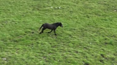 Vahşi Doğada Dörtnala Koşan Vahşi Atlar Sürüsünün Üzerindeki Destansı Hava Altın Saat Atlı Çiftleşme Ekolojik Keşif Gücü ve Dayanıklılık Konsepti 4K. Merhaba Kaliteli hisse