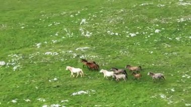 Vahşi Doğada Dörtnala Koşan Vahşi Atlar Sürüsünün Üzerindeki Destansı Hava Altın Saat Atlı Çiftleşme Ekolojik Keşif Gücü ve Dayanıklılık Konsepti 4K. Merhaba Kaliteli hisse