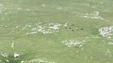 Vahşi Doğada Dörtnala Koşan Vahşi Atlar Sürüsünün Üzerindeki Destansı Hava Altın Saat Atlı Çiftleşme Ekolojik Keşif Gücü ve Dayanıklılık Konsepti 4K. Merhaba Kaliteli hisse