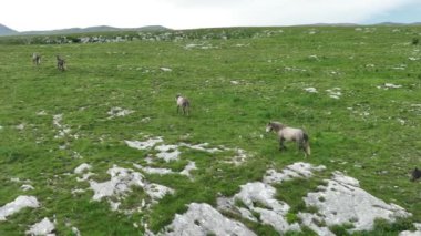 Vahşi Doğada Dörtnala Koşan Vahşi Atlar Sürüsünün Üzerindeki Destansı Hava Altın Saat Atlı Çiftleşme Ekolojik Keşif Gücü ve Dayanıklılık Konsepti 4K. Merhaba Kaliteli hisse
