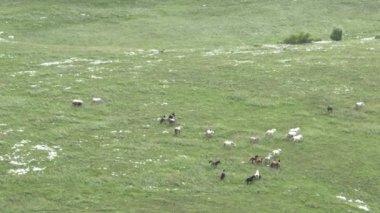 Vahşi Doğada Dörtnala Koşan Vahşi Atlar Sürüsünün Üzerindeki Destansı Hava Altın Saat Atlı Çiftleşme Ekolojik Keşif Gücü ve Dayanıklılık Konsepti 4K. Merhaba Kaliteli hisse