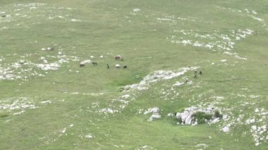 Vahşi Doğada Dörtnala Koşan Vahşi Atlar Sürüsünün Üzerindeki Destansı Hava Altın Saat Atlı Çiftleşme Ekolojik Keşif Gücü ve Dayanıklılık Konsepti 4K. Merhaba Kaliteli hisse