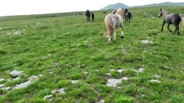 Vahşi Doğada Dörtnala Koşan Vahşi Atlar Sürüsünün Üzerindeki Destansı Hava Altın Saat Atlı Çiftleşme Ekolojik Keşif Gücü ve Dayanıklılık Konsepti 4K. Merhaba Kaliteli hisse