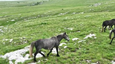 Vahşi Doğada Dörtnala Koşan Vahşi Atlar Sürüsünün Üzerindeki Destansı Hava Altın Saat Atlı Çiftleşme Ekolojik Keşif Gücü ve Dayanıklılık Konsepti 4K. Merhaba Kaliteli hisse