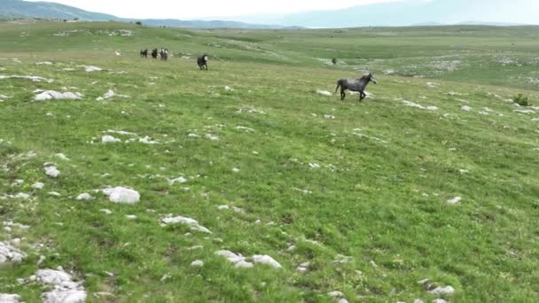 Epische Antenne Large Herd Wild Horses Running Galloping Wild Nature — Stockvideo