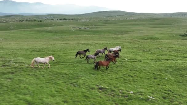 Epic Aerial Large Herd Wild Horses Running Galloping Wild Nature — Vídeo de stock