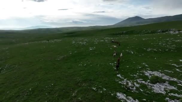 野马群在野外疾驰的史诗般的空中飞奔通过草原黄金时段马的繁殖生态探索能力和持久的概念4K慢动作 高质库存 — 图库视频影像