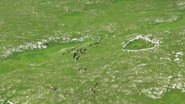 草原を駆け抜ける野生の自然のスローモーションで疾走する野生の馬の大群れの上に壮大な空中繁殖生態探検力と耐久性の概念4K ハイクオリティ株式 — ストック動画