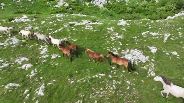 Epic Aerial Large Herd Wild Horses Running Galloping Wild Nature — Vídeos de Stock
