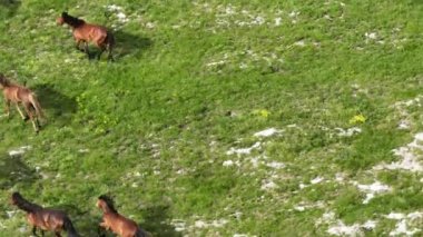 Vahşi Doğada Dörtnala Koşan Vahşi Atlar Sürüsünün Üzerindeki Destansı Hava Altın Saat Atlı Çiftleşme Ekolojik Keşif Gücü ve Dayanıklılık Konsepti 4K. Merhaba Kaliteli hisse