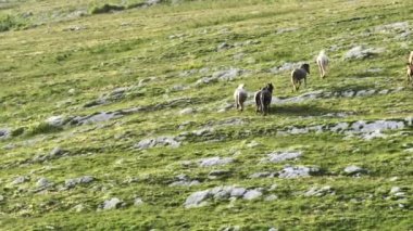 Vahşi Doğada Dörtnala Koşan Vahşi Atlar Sürüsünün Üzerindeki Destansı Hava Altın Saat Atlı Çiftleşme Ekolojik Keşif Gücü ve Dayanıklılık Konsepti 4K. Merhaba Kaliteli hisse