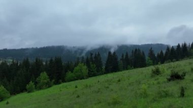 Vahşi Doğada Dörtnala Koşan Vahşi Atlar Sürüsünün Üzerindeki Destansı Hava Altın Saat Atlı Çiftleşme Ekolojik Keşif Gücü ve Dayanıklılık Konsepti 4K. Merhaba Kaliteli hisse