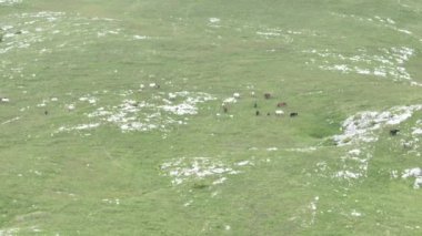 Vahşi Doğada Dörtnala Koşan Vahşi Atlar Sürüsünün Üzerindeki Destansı Hava Altın Saat Atlı Çiftleşme Ekolojik Keşif Gücü ve Dayanıklılık Konsepti 4K. Merhaba Kaliteli hisse