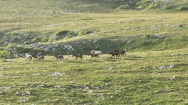 Vahşi Doğada Dörtnala Koşan Vahşi Atlar Sürüsünün Üzerindeki Destansı Hava Altın Saat Atlı Çiftleşme Ekolojik Keşif Gücü ve Dayanıklılık Konsepti 4K. Merhaba Kaliteli hisse