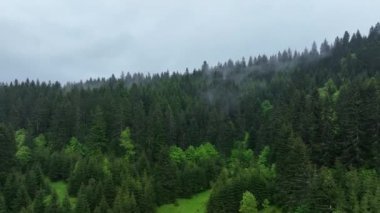 Hava aracının tarım arazisi, ormanların tahrip edilmesi, tarım, küresel ısınma ve çevre gibi sağlıklı bir ormanın yerini alıyor. 4K yüksek kaliteli stok görüntüleri.