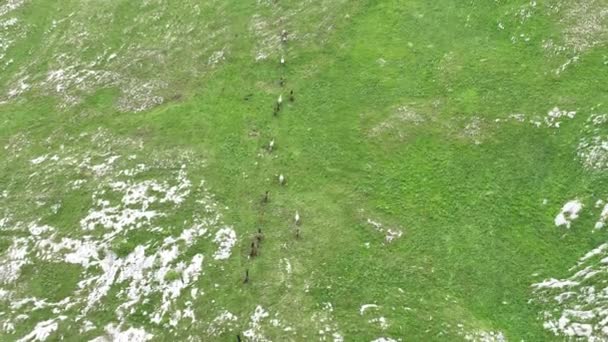 Epic Aerial Large Herd Wild Horses Running Galloping Wild Nature — стокове відео