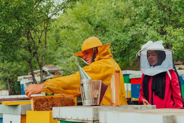 Business Partners Experienced Senior Beekeeper Checking Quality Production Honey Large — ストック写真