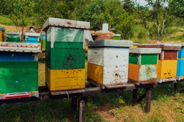 Row of blue and yellow hives. Flowers honey plants in the apiary. Bees are returning to the hives. 