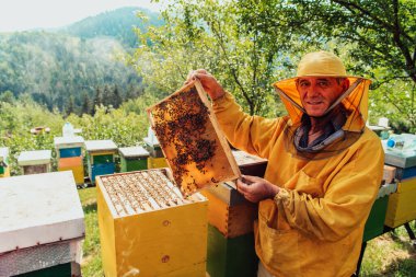 Senior beekeeper checking how the honey production is progressing. Photo of a beekeeper with a comb of honey. 