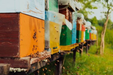 Row of blue and yellow hives. Flowers honey plants in the apiary. Bees are returning to the hives. 