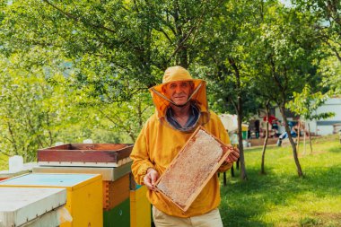 Senior beekeeper checking how the honey production is progressing. Photo of a beekeeper with a comb of honey. 