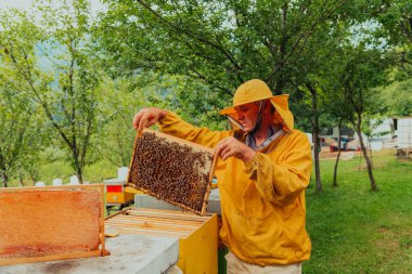 Senior beekeeper checking how the honey production is progressing. Photo of a beekeeper with a comb of honey. 