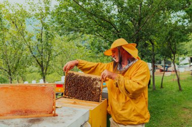 Senior beekeeper checking how the honey production is progressing. Photo of a beekeeper with a comb of honey. 