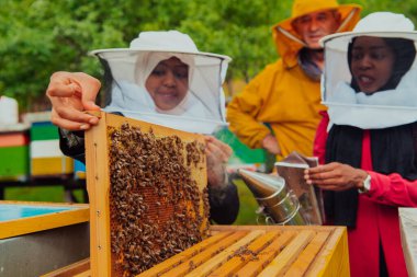 Business partners with an experienced senior beekeeper checking the quality and production of honey at a large bee farm. 