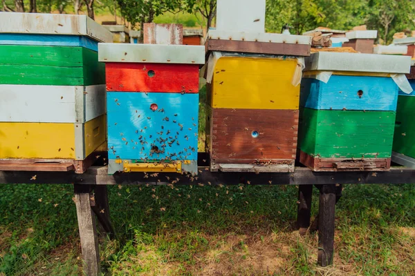 Row Blue Yellow Hives Flowers Honey Plants Apiary Bees Returning — Stockfoto