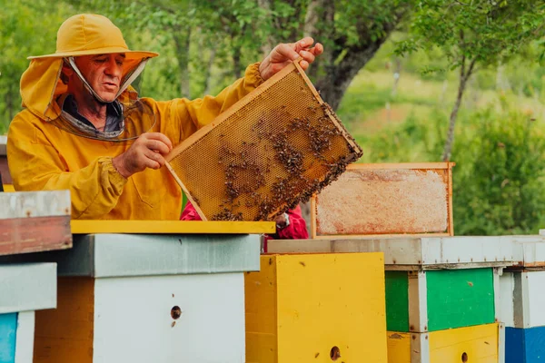 Ανώτερος Μελισσοκόμος Ελέγχει Πώς Εξελίσσεται Παραγωγή Μελιού Φωτογραφία Μελισσοκόμου Χτένα — Φωτογραφία Αρχείου