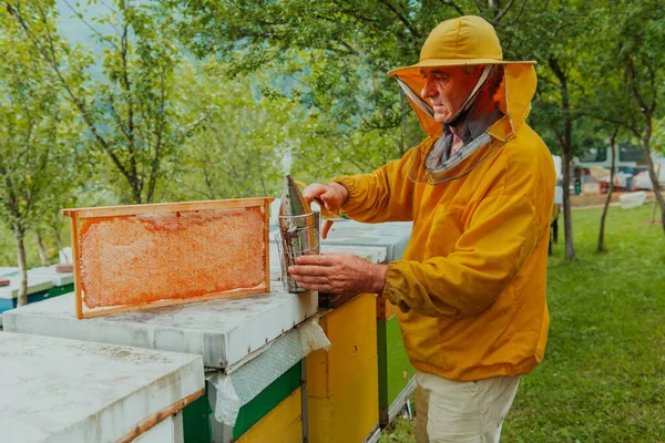 蜂蜜の生産がどのように進行しているかを確認する上級養蜂家 蜂蜜の櫛で養蜂家の写真 — ストック写真