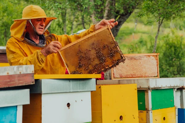 Senior Včelař Kontroluje Jak Pokračuje Produkce Medu Fotografie Včelaře Hřebenem — Stock fotografie