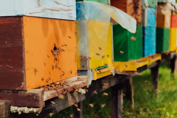 Row Blue Yellow Hives Flowers Honey Plants Apiary Bees Returning — Foto de Stock
