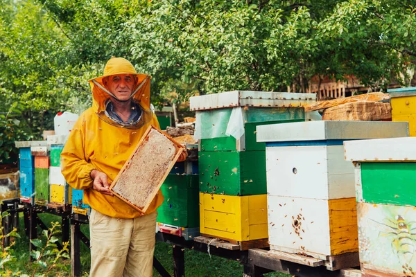Senior Beekeeper Checking How Honey Production Progressing Photo Beekeeper Comb — Fotografia de Stock