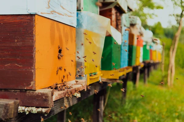 Row Blue Yellow Hives Flowers Honey Plants Apiary Bees Returning — Foto Stock
